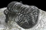 Detailed Gerastos Trilobite Fossil - Morocco #134097-4